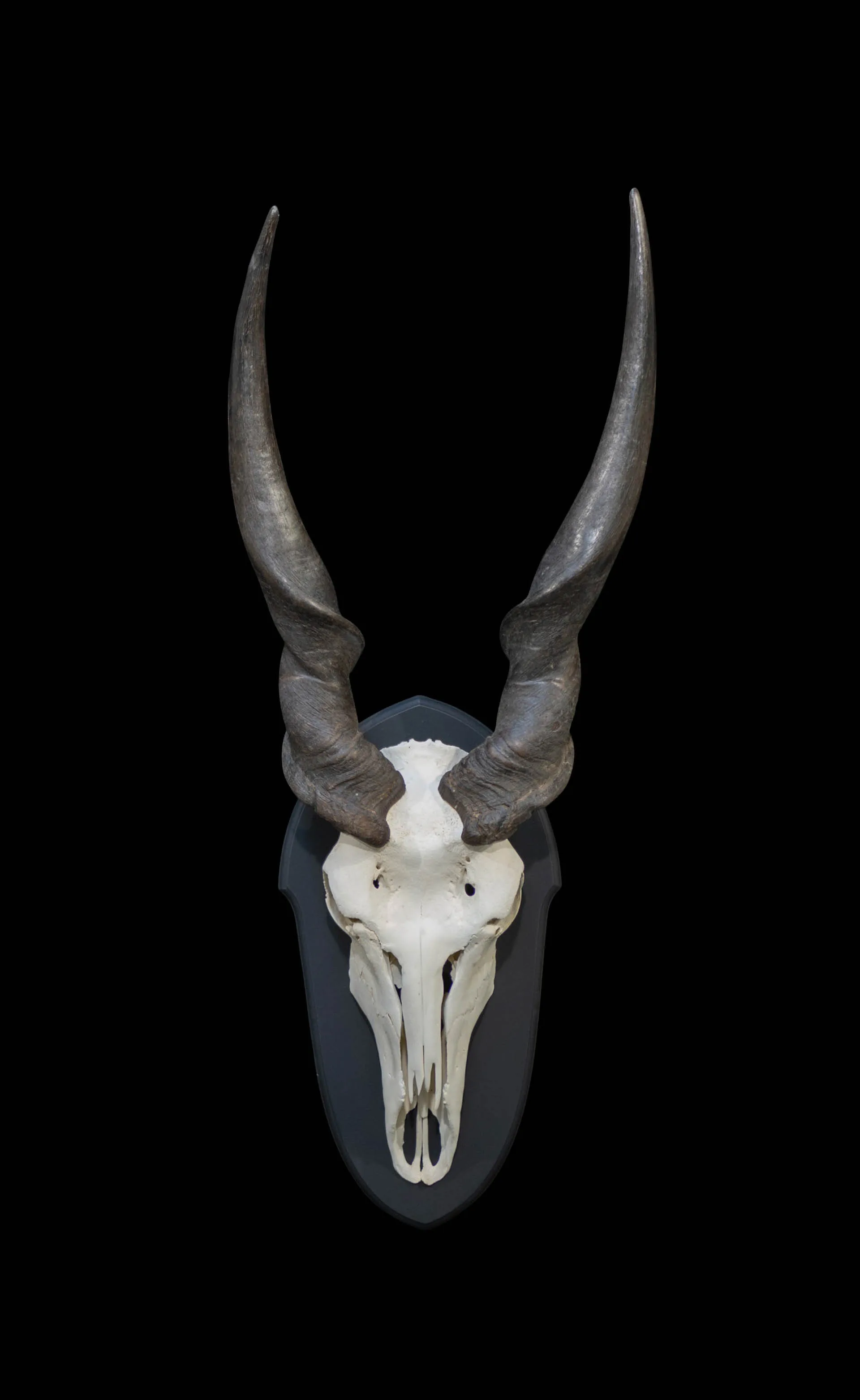 Eland Shield Black Skull Mount — Highveld Taxidermists